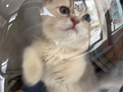 -瑞派宠物医院·犬猫全科·猫友好(宾水西道店)