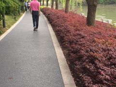 -嘉定紫藤园