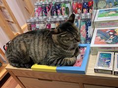 -猫的天空之城概念书店(杭州南宋御街店)