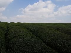 -敬亭山风景名胜区