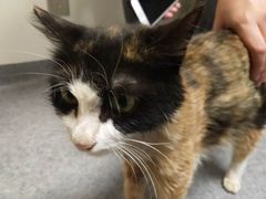 -爱诺耐芙动物医院(万博店)