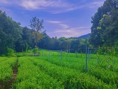 -旅马餐厅(茅家埠店)