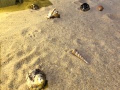 -东椰·海南椰子鸡火锅(朝阳门店)