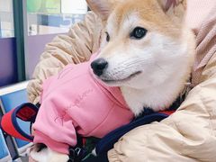 -申普宠物医院·眼科·心内科·影像科(普陀分院)