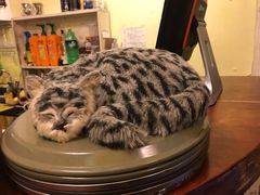 -猫色咖啡·猫咖