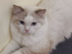 -滚猫咖啡·猫咖·猫友好撸猫(未来城店)