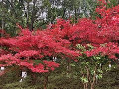 -龙头寺公园