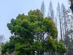 -洛阳市隋唐城遗址植物园