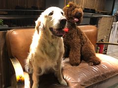 -百好乐宠物友好餐厅(朝外大街店)