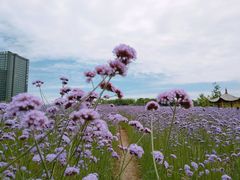 -杭州城北体育公园