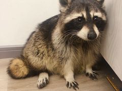 -浣熊柯尔鸭土拨鼠·电玩咖