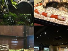 -帕帕拉兹宠物(亚洲旗舰店)