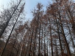 -青龙山国家森林公园