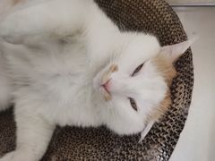 -纳吉亚猫专科动物医院(康都外科中心)
