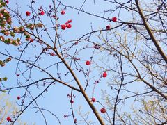 -大兴滨河森林公园