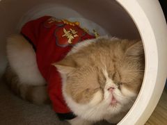 -Sweet cat·星愿猫咖(国贸大厦店)