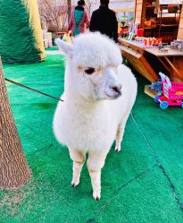 -萌宠亲子动物乐园(槐房万达店)