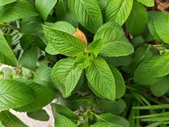 -西湖外事游船(湖滨二公园外事游船码头)