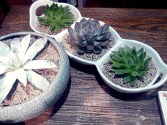 -双季花艺园艺市场(浦东店)