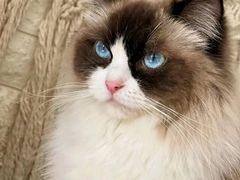 -平行世界·猫咖(首经贸店)