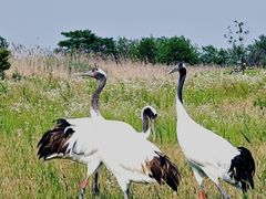 -盐城丹顶鹤湿地生态旅游区