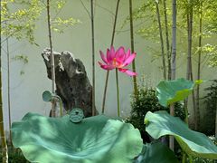 -上海醉白池公园