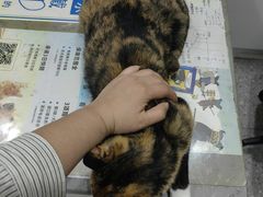 -四月宠物医院·猫专科·心脏专科·内科(转塘店)