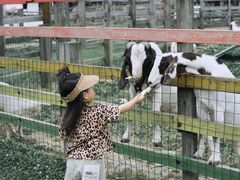 -田园东方蜜桃村的田野营地