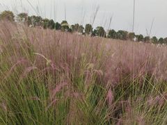 -阿香米线(凯德广场.1818店)