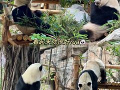 -灵玲国际马戏城