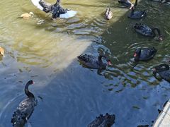 -长白岛森林公园