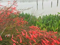 -大湾区中央湿地公园