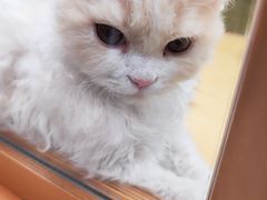 -帕帕拉兹宠物(亚洲旗舰店)