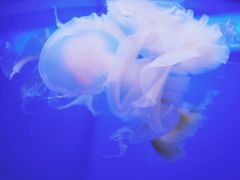 -芜湖新华联大白鲸海洋公园