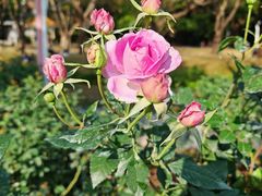 -人民公园(罗湖区)