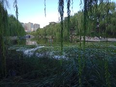 -文瀛公园
