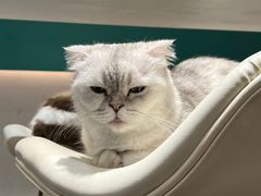 -飞行喵MR PILOT|猫舍·猫咖(静安大融城店)