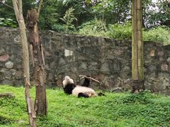 -都江堰中华大熊猫苑