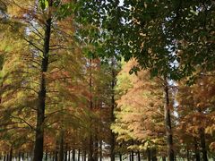 -艾溪湖湿地公园