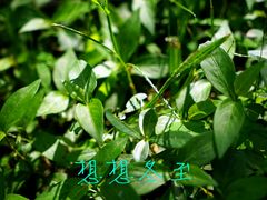 青草-两河城市森林公园