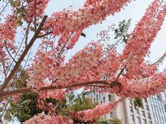 -深圳国际园林花卉博览园