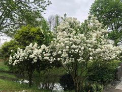 -西溪国家湿地公园