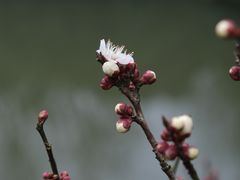 -香雪海