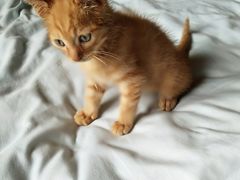 -协和菜馆(凤凰街店)