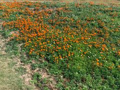 -漩门湾国家湿地公园