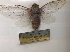 -上海昆虫博物馆