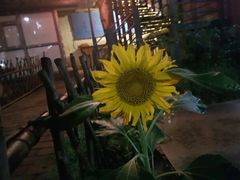 -滇越乘象云南餐厅(豆各庄店)