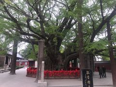-浮来山风景区