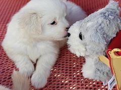 -哈尔滨道外花鸟鱼市场