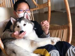 -Husky Go! 哈士奇体验馆·宠物咖啡厅狗咖